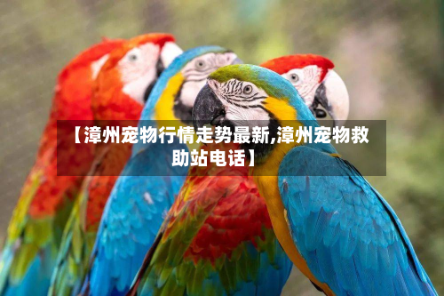 【漳州宠物行情走势最新,漳州宠物救助站电话】