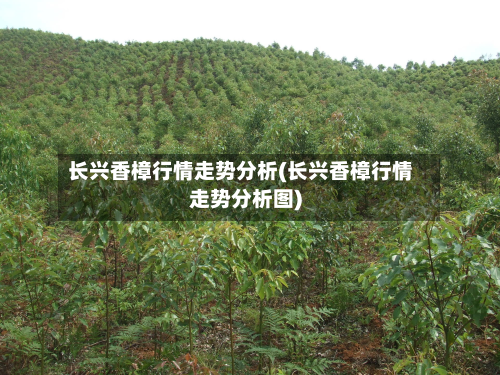 长兴香樟行情走势分析(长兴香樟行情走势分析图)-第2张图片