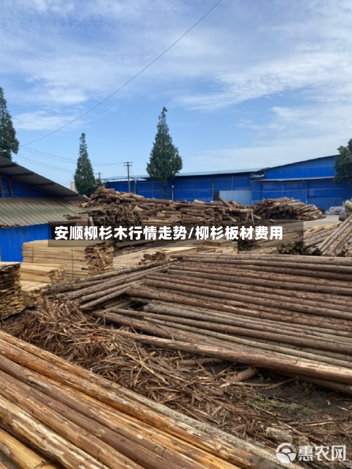 安顺柳杉木行情走势/柳杉板材费用-第2张图片