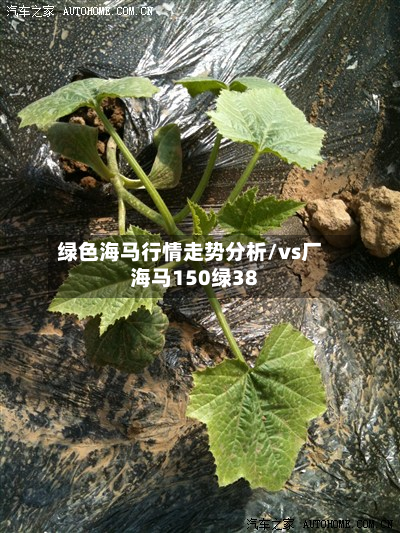 绿色海马行情走势分析/vs厂海马150绿38-第2张图片