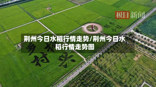 荆州今日水稻行情走势/荆州今日水稻行情走势图-第3张图片