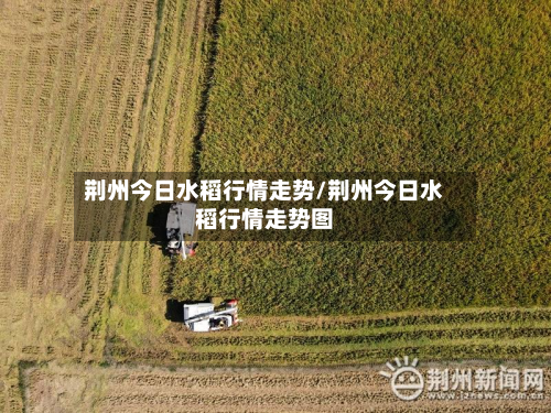 荆州今日水稻行情走势/荆州今日水稻行情走势图-第2张图片
