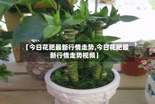 【今日花肥最新行情走势,今日花肥最新行情走势视频】