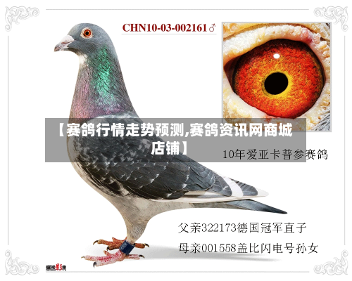 【赛鸽行情走势预测,赛鸽资讯网商城店铺】-第2张图片