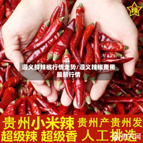 遵义鲜辣椒行情走势/遵义辣椒费用最新行情
