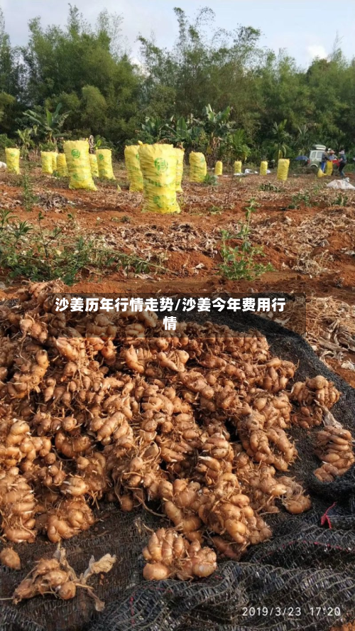 沙姜历年行情走势/沙姜今年费用行情