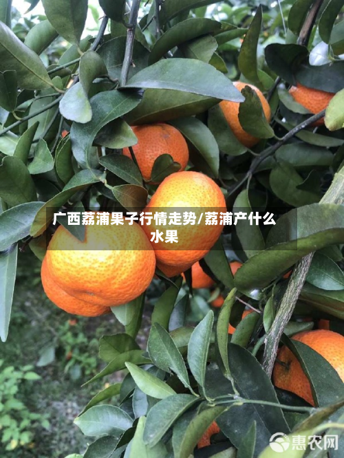 广西荔浦果子行情走势/荔浦产什么水果-第2张图片