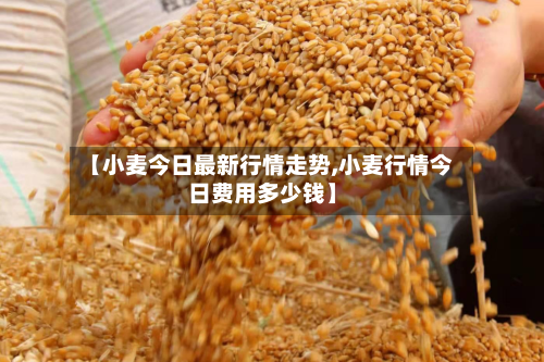 【小麦今日最新行情走势,小麦行情今日费用多少钱】