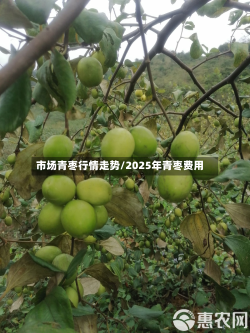市场青枣行情走势/2025年青枣费用