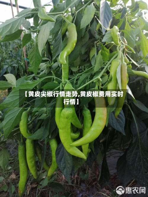 【黄皮尖椒行情走势,黄皮椒费用实时行情】