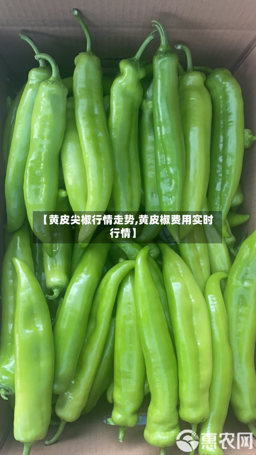 【黄皮尖椒行情走势,黄皮椒费用实时行情】-第2张图片