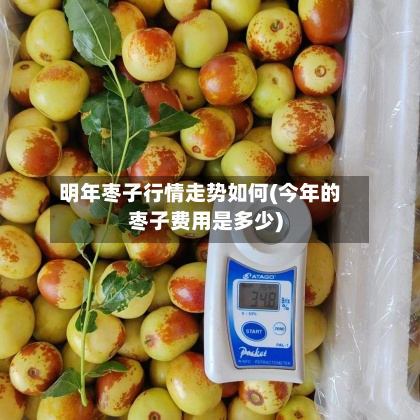 明年枣子行情走势如何(今年的枣子费用是多少)
