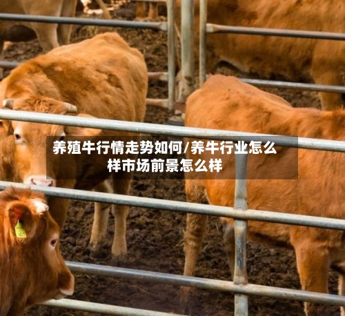 养殖牛行情走势如何/养牛行业怎么样市场前景怎么样
