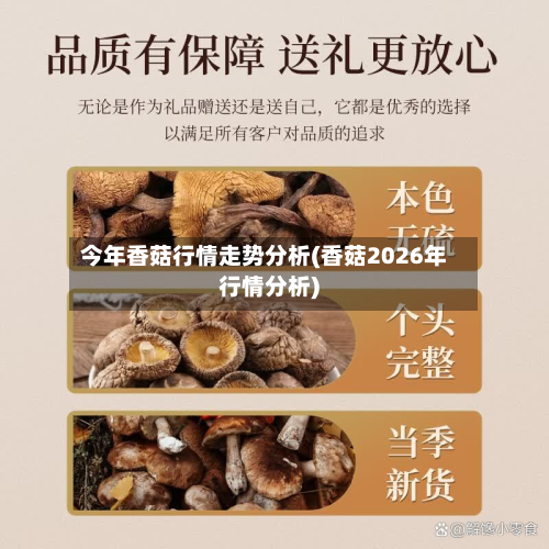 今年香菇行情走势分析(香菇2026年行情分析)