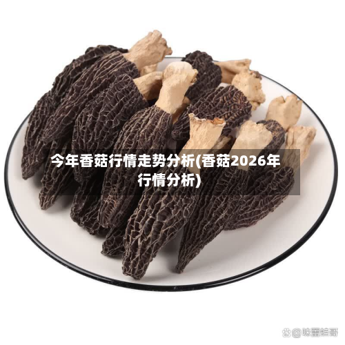 今年香菇行情走势分析(香菇2026年行情分析)-第2张图片