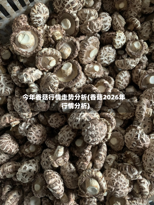 今年香菇行情走势分析(香菇2026年行情分析)-第3张图片