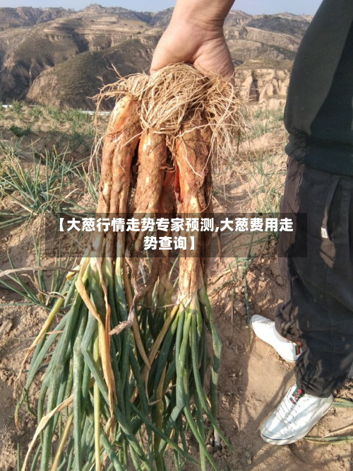 【大葱行情走势专家预测,大葱费用走势查询】-第2张图片