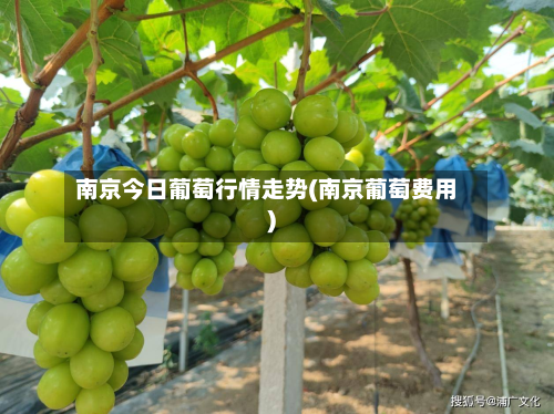 南京今日葡萄行情走势(南京葡萄费用)