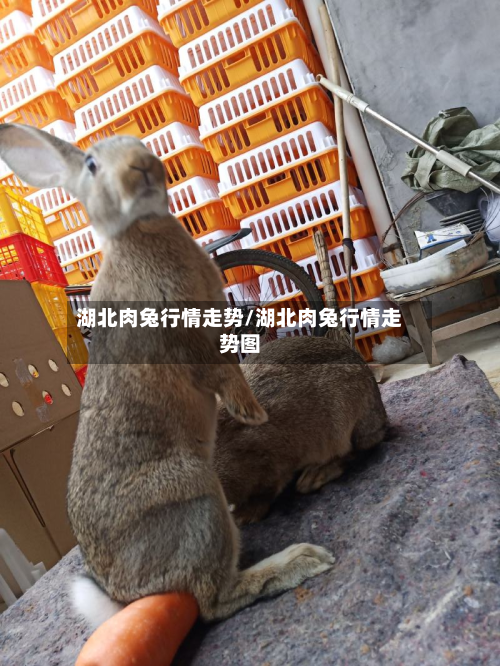 湖北肉兔行情走势/湖北肉兔行情走势图
