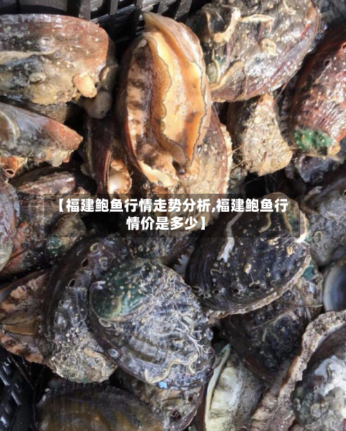 【福建鲍鱼行情走势分析,福建鲍鱼行情价是多少】-第2张图片