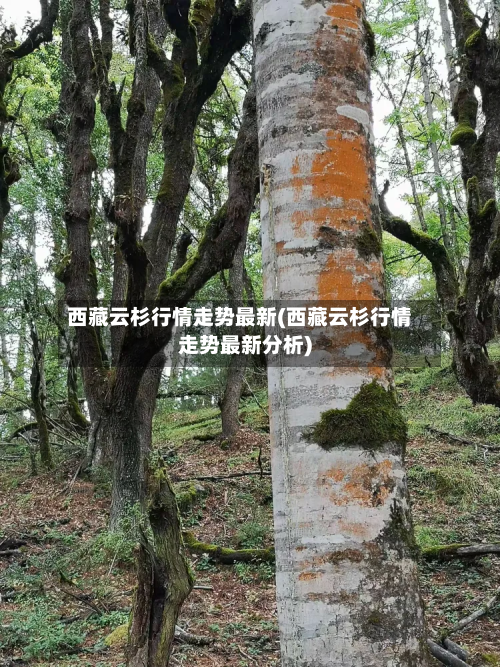 西藏云杉行情走势最新(西藏云杉行情走势最新分析)
