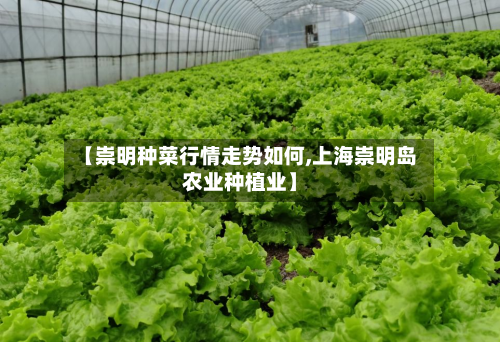 【崇明种菜行情走势如何,上海崇明岛农业种植业】-第3张图片