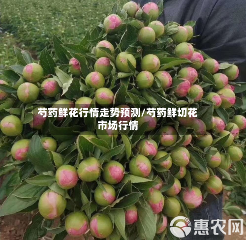芍药鲜花行情走势预测/芍药鲜切花市场行情