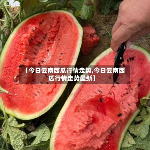 【今日云南西瓜行情走势,今日云南西瓜行情走势最新】