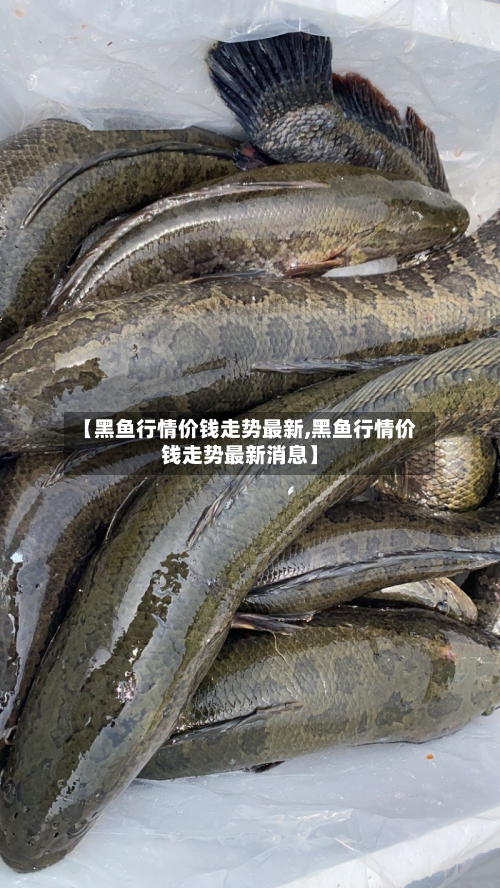 【黑鱼行情价钱走势最新,黑鱼行情价钱走势最新消息】-第2张图片