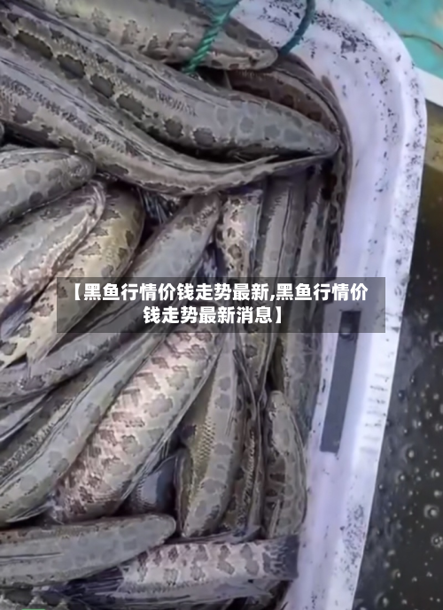 【黑鱼行情价钱走势最新,黑鱼行情价钱走势最新消息】