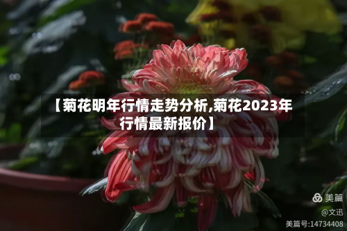 【菊花明年行情走势分析,菊花2023年行情最新报价】-第2张图片