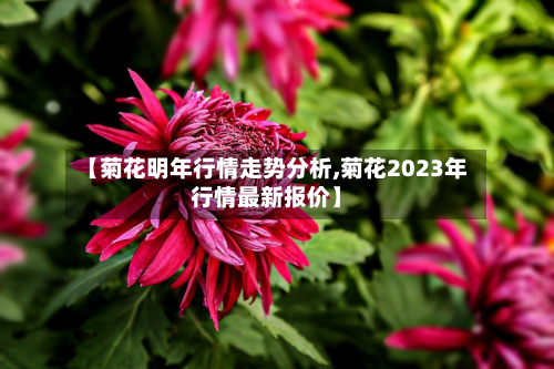 【菊花明年行情走势分析,菊花2023年行情最新报价】-第3张图片