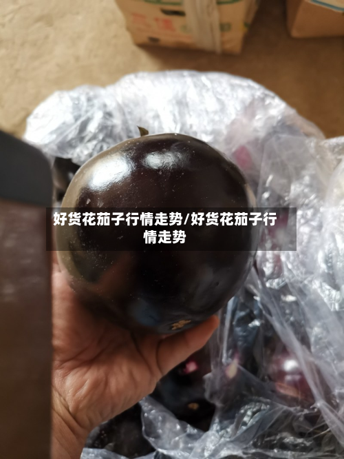 好货花茄子行情走势/好货花茄子行情走势