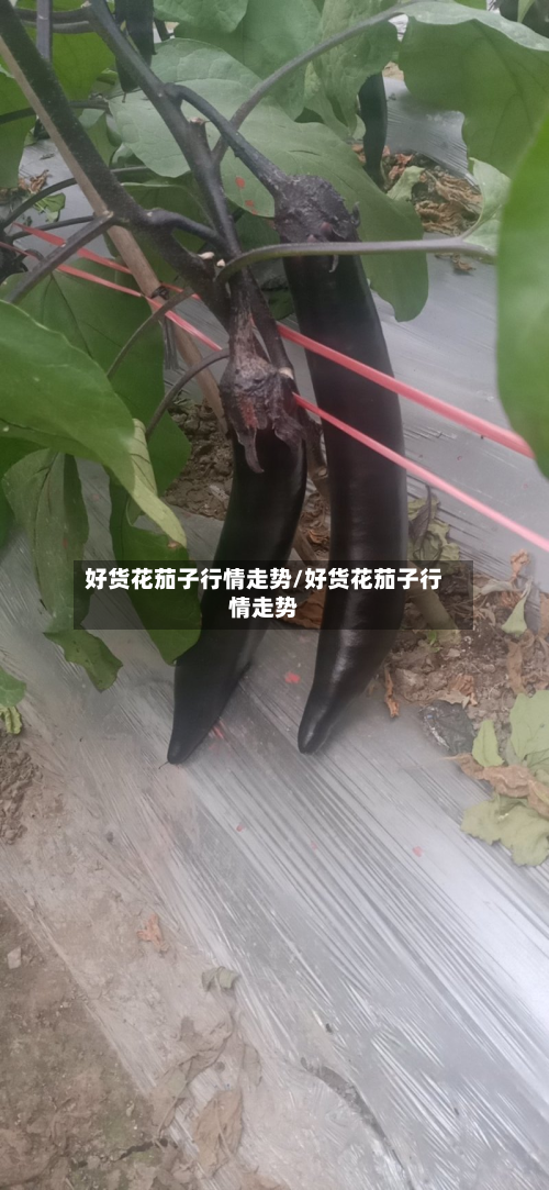 好货花茄子行情走势/好货花茄子行情走势-第2张图片