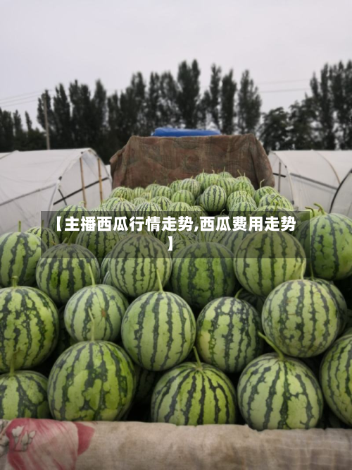 【主播西瓜行情走势,西瓜费用走势】