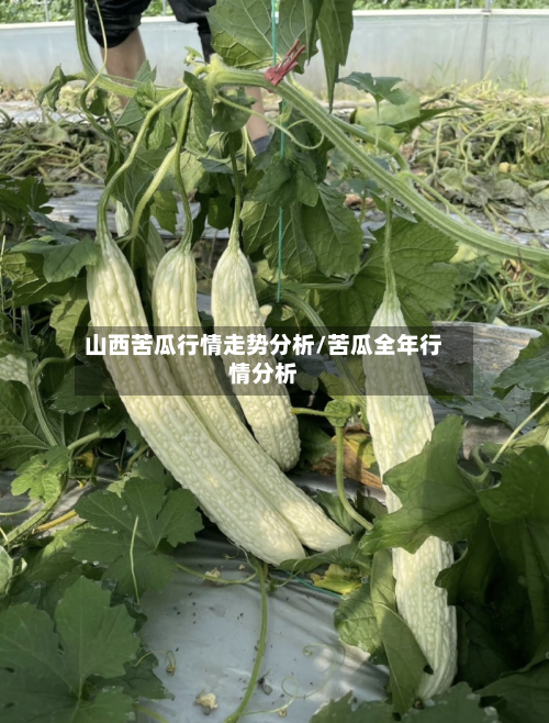 山西苦瓜行情走势分析/苦瓜全年行情分析