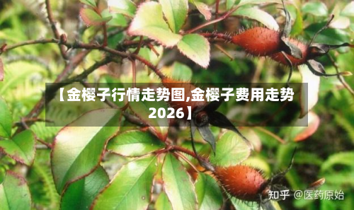 【金樱子行情走势图,金樱子费用走势2026】