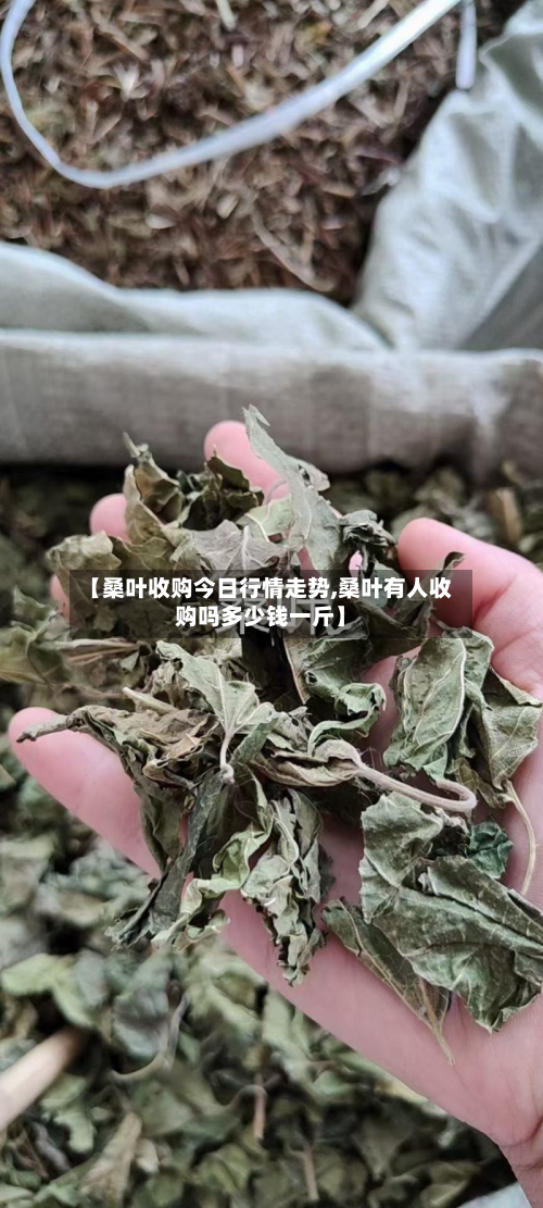 【桑叶收购今日行情走势,桑叶有人收购吗多少钱一斤】-第2张图片