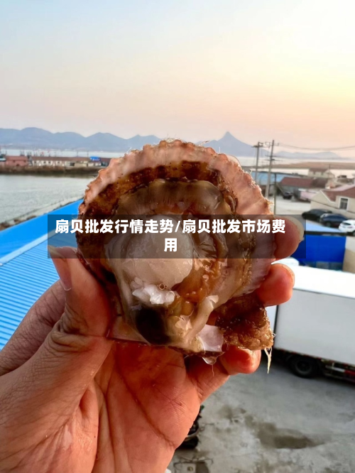 扇贝批发行情走势/扇贝批发市场费用