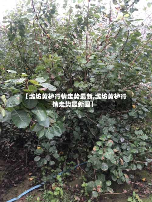 【潍坊黄栌行情走势最新,潍坊黄栌行情走势最新图】