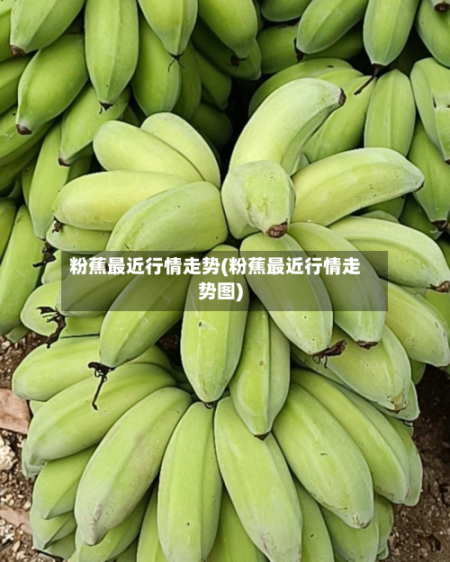粉蕉最近行情走势(粉蕉最近行情走势图)-第2张图片