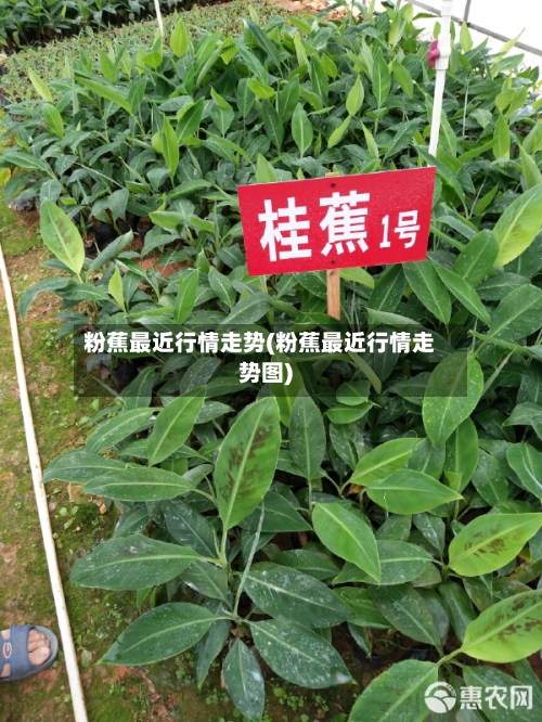 粉蕉最近行情走势(粉蕉最近行情走势图)