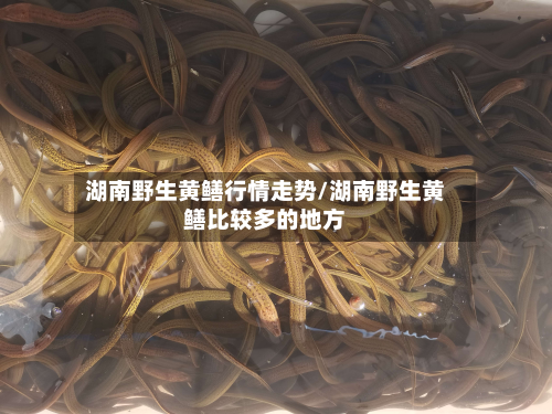 湖南野生黄鳝行情走势/湖南野生黄鳝比较多的地方