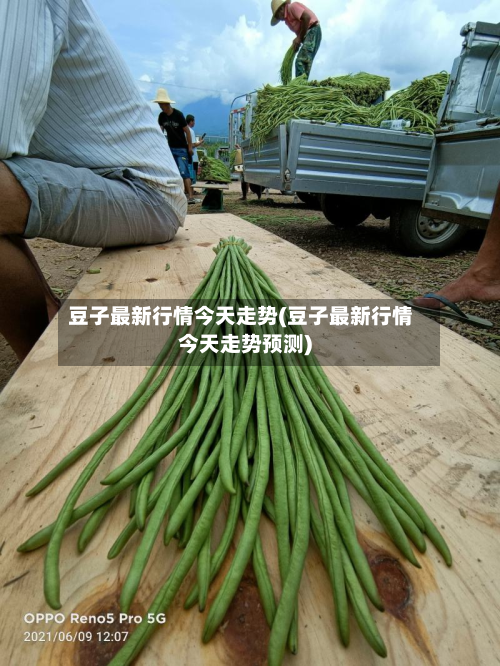 豆子最新行情今天走势(豆子最新行情今天走势预测)-第2张图片