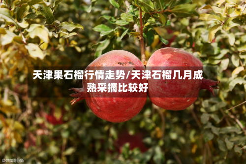 天津果石榴行情走势/天津石榴几月成熟采摘比较好