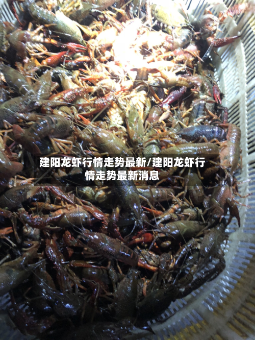 建阳龙虾行情走势最新/建阳龙虾行情走势最新消息-第2张图片