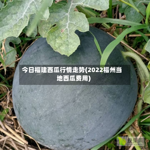 今日福建西瓜行情走势(2022福州当地西瓜费用)-第3张图片
