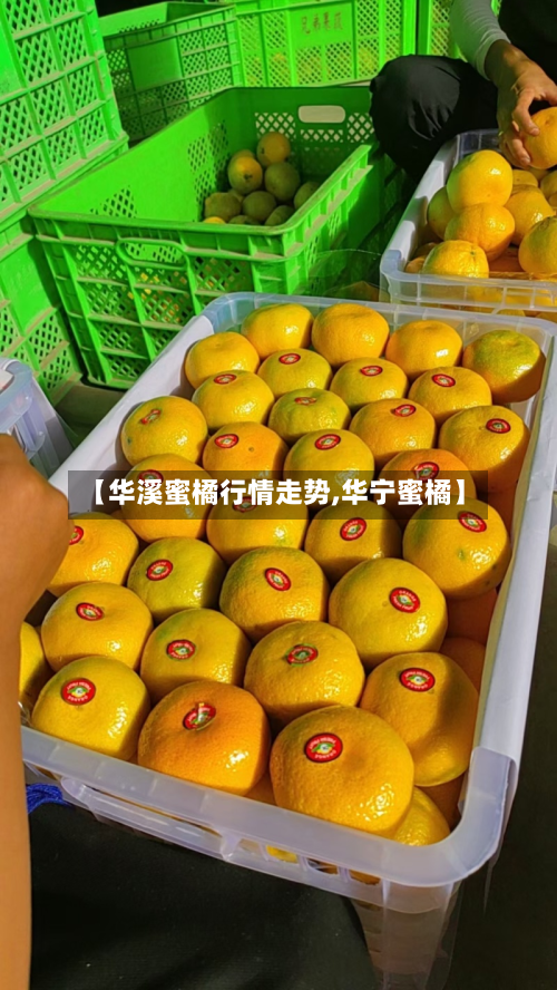 【华溪蜜橘行情走势,华宁蜜橘】