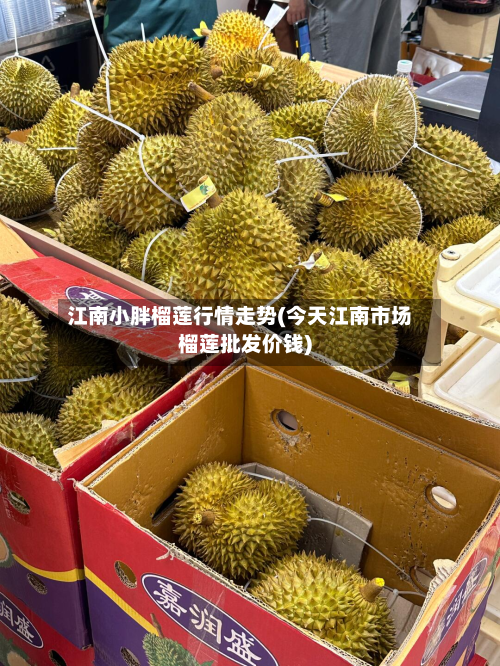 江南小胖榴莲行情走势(今天江南市场榴莲批发价钱)-第2张图片