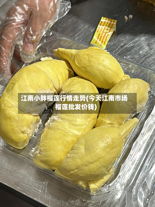 江南小胖榴莲行情走势(今天江南市场榴莲批发价钱)